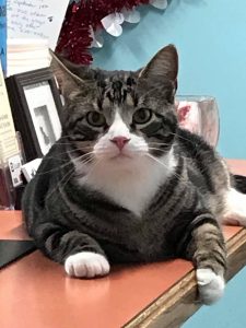 Cat on desk